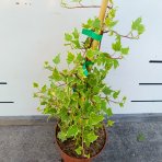 Brečtan popínavý (Hedera helix) ‘YELLOW RIPPLE’® - výška 20-40 cm, kont. C2L